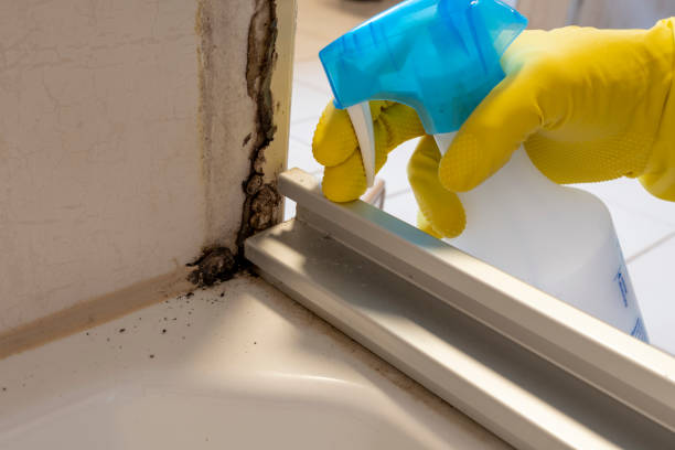 Best Post-Flood Mold Remediation in Kewaunee, WI