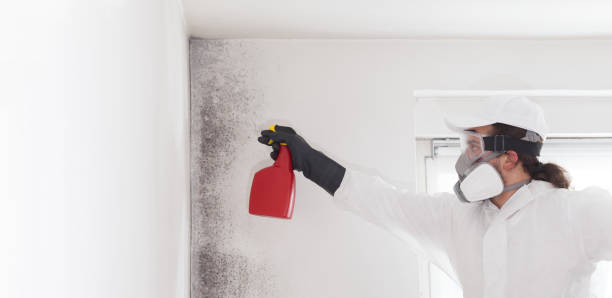 Best Attic Mold Remediation in Kewaunee, WI