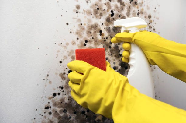 Best Bathroom Mold Remediation in Kewaunee, WI