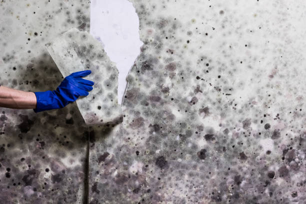 Best Black Mold Remediation in Kewaunee, WI