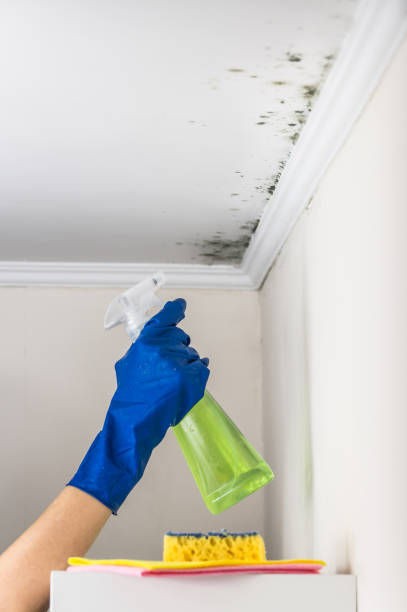 Best DIY Mold Remediation Support Services in Kewaunee, WI